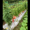 初めての垂直仕立て栽培‼トマト編２