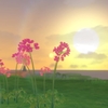 風景探訪　　花と夕日　