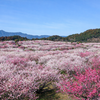 伊万里梅園 藤ノ尾