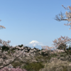 #85　伊豆箱根さくらツアー