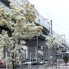 雨上がる一ッ葉だこの花腐たし