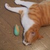 猫のおもちゃシリーズ・とうもろこし