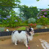 千勝神社の茅の輪くぐり