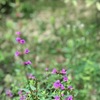 ７月２９日