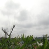 20140621朝の空