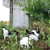 メェ～惑な雑草 うメェ～　熊本市の高架下、働くヤギたち