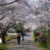 常総市弘経寺の桜