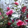 春を告げる庭の花たち 〜椿・寒椿・レンギョウ〜