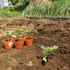 野菜の苗、植えた❗