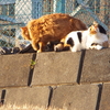 2023年2月6日・月曜日・転ばないように　いつも　気をつけています～♪♪