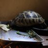 ヒガシヘルマンリクガメ～お日様恋し！
