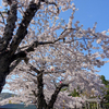 函館公園の桜を見に行く②