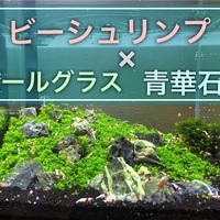 レッドビーシュリンプ水槽作り方 青華石とキューバパールグラス編 たなごgo
