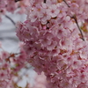 超絶満開「河津桜」