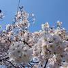  常陸風土記の丘 桜 2020年開花状況は？ 常陸風土記の丘しだれ桜見頃は？