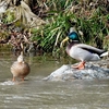 日本　2月15日自宅周辺の野鳥たち