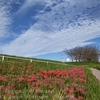 利根川桜堤の彼岸花・・