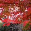 園城寺の紅葉&#127809;