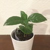 #19 コーヒーの木 その後