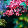 女人高野室生寺・秋