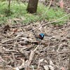 ウスアオオーストラリアムシクイ(Red-winged Fairy-wren)