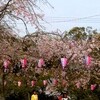 桜の季節（３）