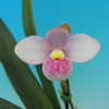 Phragmipedium schlimii select