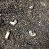 カナブンは益虫 害虫と間違って駆除されてるぞ カナブン学園