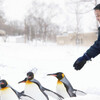 「旭山動物園物語」見たよ