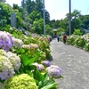 紫陽花の寺　丸山町　日運寺へ。