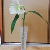 百合の花　残り