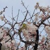 春の訪れとアンデッタについて
