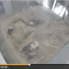 【シャンシャン】今日の１枚はここかな20171228