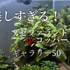 ブセファランドラsp.コッパ―写真・画像ギャラリー50選！