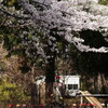 弘経寺の桜