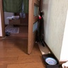 猫アレルギーやけど猫と遊ぶのは楽しいです。