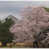 桜だより～奈良公園（４月１２日）