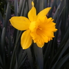 3月15日誕生日の花と花言葉歌句