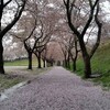 桜が散ってきました🌸