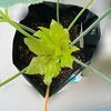 アシタバ栽培 60日目/白い点々は葉っぱの老化現象なのか？