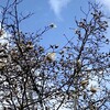 コブシが開花　冷たい雨と風　午後は自由活動