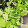 低木の植物