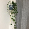ワンルームマンションなので観葉植物はマクラメハンギングで吊るすことにした