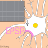 【54】EPSP&IPSP