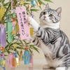 七夕の猫