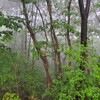 雨の散歩も楽しい