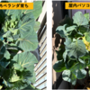夏野菜の準備開始、キャベツをベランダへ移動