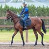 シルクなお馬さん（関東・１歳牝馬）