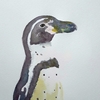水彩画139枚目「水彩フンボルトペンギンさん」