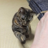 猫が変わる。